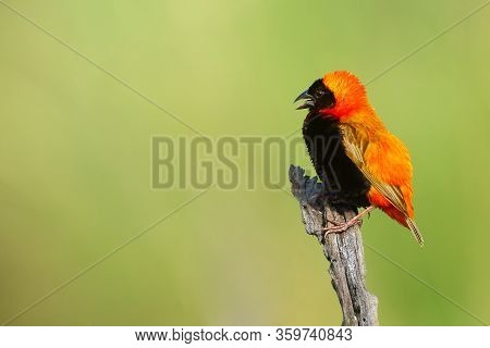 The Southern Red Bishop Or Red Bishop (euplectes Orix) Sitting On The Branch With Green Background. 