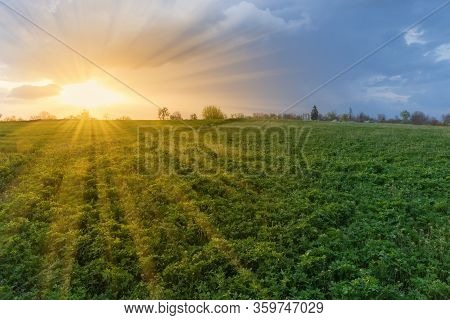 Sunset Over The Field Of The Young Alfalfa Mixed With Other Flowering Spring Plants And Trees On A S