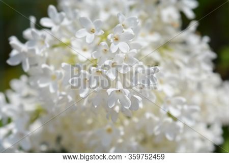 Lilac Agnes Smith Flowers - Latin Name - Syringa Agnes Smith