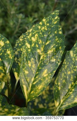 Variegated Japanese Laurel Crotonifolia - Latin Name - Aucuba Japonica Crotonifolia