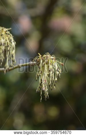 Boxelder Maple - Latin Name - Acer Negundo