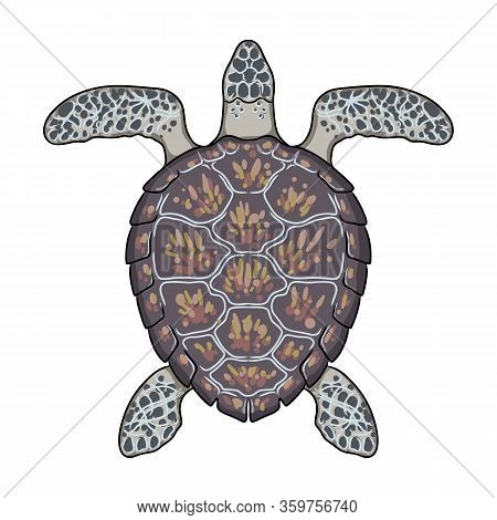 Turtle Vector Icon.cartoon Vector Icon Isolated On White Background Turtle.