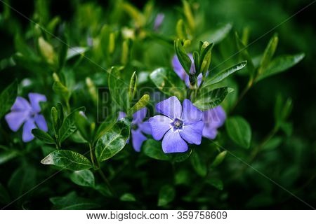 Close Up Of Beautiful Spring Blue Perwinkle Flowers.