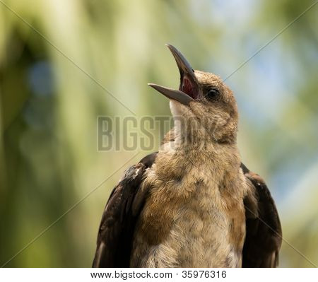 Brown diresse testabruna