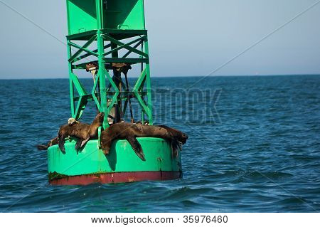 Californien søløver