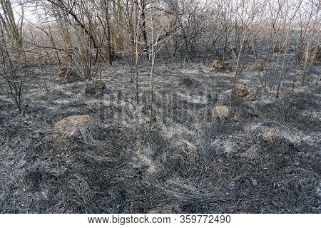 Asches Of The Burnt Grass And Burnt Trees After A Wildfire. Global Warming, Climate Change, Protect 