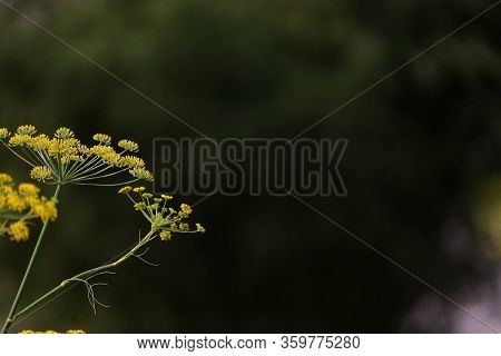 Copy Space Of Fennel Flower With Blurred Background,fennel Herb Flower Garden,yellow Dill Plant And 