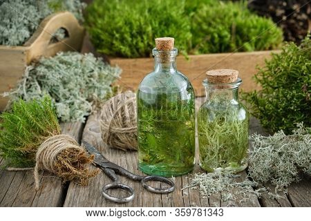 Healthy Infusion Or Potion Bottles, Wooden Boxes Of Healthy Common Haircap Moss And Lichen, Moss On 