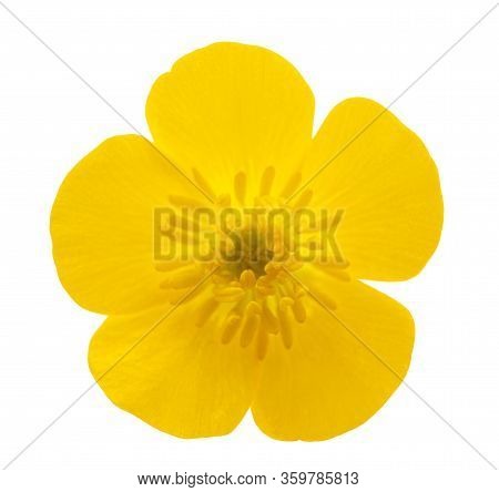 Woolly Buttercup Flower Isolated On White Background