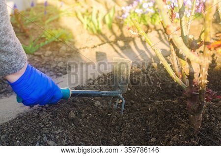 The Gardener Loosens The Soil In The Garden. Processing Land And Care Of The Flowers And Bush. Loose