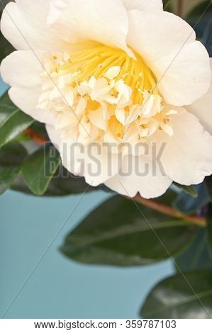 Closeup Camellia Theaceae Branch With Flower In Nature