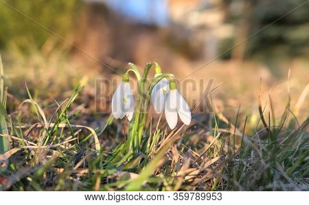 Sunligted White Snowdrops Flowers. First Signs Of Spring. Galanthus Nivalis.