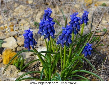A Bush Of Blue Mountain Tsetes Was Photographed In The Barbarian Gap Of The Anap District