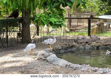 The Gray Goose Is Domestic. Homemade Gray Goose. Homemade Geese In An Artificial Pond. Gray Geese At