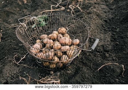 The Process Of Harvesting Potatoes. Agriculture. Potatoes In A Basket