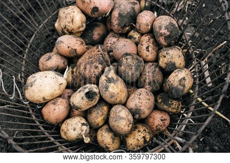 Fresh And Raw Potatoes In A Basket On A Field, Harvest Concept