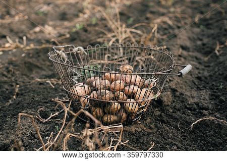 The Process Of Harvesting Potatoes. Agriculture. Potatoes In A Basket