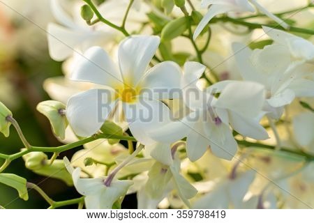 Selection Beautiful Orchid And Plumeri On Blur Background. Selective Focus