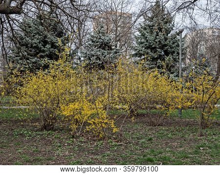 Spring Flowering Of The Forsythia Shrub (latin Name) On One Of The Plots In The Green Zone Of The Re