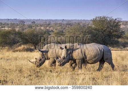 Two Southern White Rhinoceros Walking On Savannah In Kruger National Park, South Africa ; Specie Cer