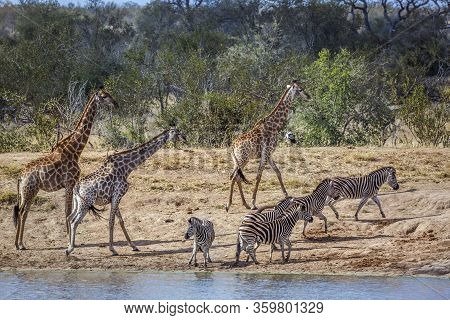 Giraffe And Plains Zebras In Lakeside In Kruger National Park, South Africa ; Specie Giraffa Camelop
