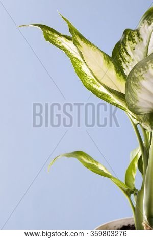 Dieffenbachia Or Dumbcane On Blue Background