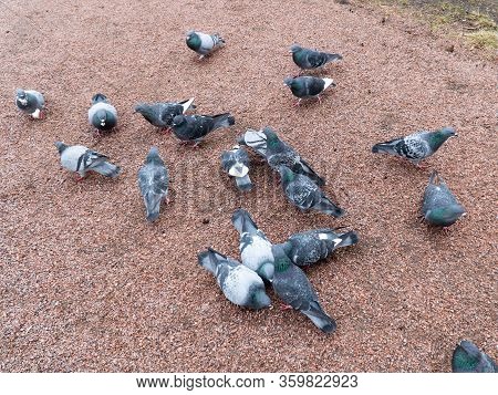Flock Of Urban Pigeon Birds Eating Slices Of Bread
