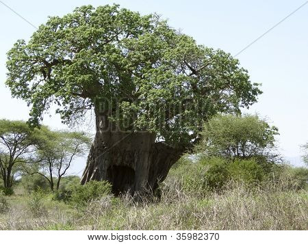 ต้น baobab เครื่องมือแอฟริกา