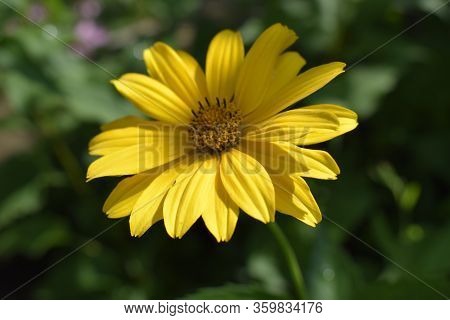 Yellow Flowers. Blooming Flowers In The Garden. Heliopsis. Sunflower Family. Yellow Daisy Flowers. C