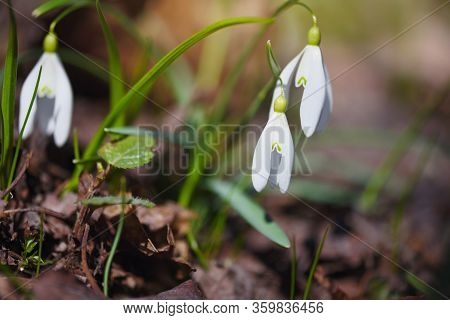Snowdrops (galanthus) In The Spring Forest. Harbingers Of Warming Symbolize The Arrival Of Spring.