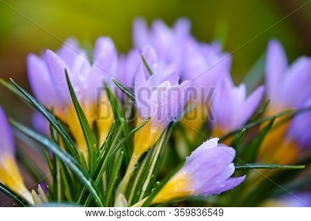The Crocuses Family With Dew Drops, Spring Crocus
