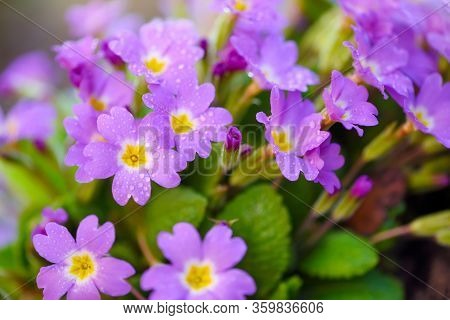 Spring Flowers Of Primula Juliae (julias Primrose) Or Purple Primrose With Dew Drops In The Spring G