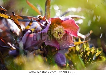 Beautiful Pink Helleborus With Drops Of Dew, Spring Flowers In Garden