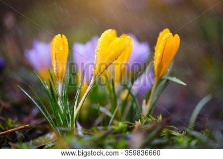 The Yellow Crocuses Family With Rain, Spring Crocus
