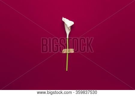 Calla Flower With Sticky Tape Isolated On Flat Lay Red Background. Minimal Spring Wedding Or Birthda