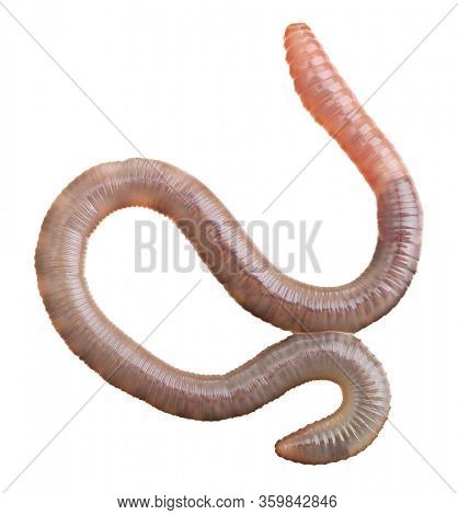 Earth worm isolated on white background