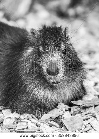 Desmarests Hutia Or Cuban Hutia, Capromys Pilorides. Endemic Rodent From Cuba, Central America