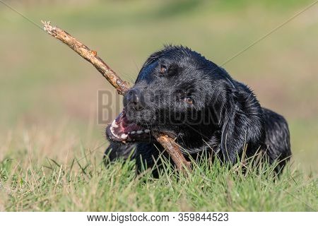 Portrait Of A Wet Black Labrador Puppy Playing With A Stick