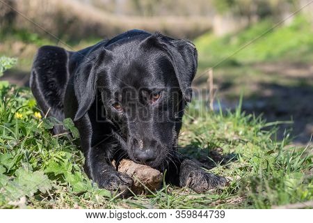 Portrait Of A Black Labrador Puppy Playing With A Stick