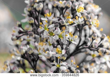 Close Up Of Japanese Skimmia (skimmia Japonica) Flowers In Bloom