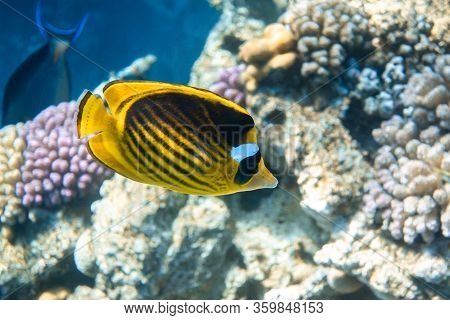 Raccoon Butterflyfish (chaetodon Lunula) Over The Coral Reef, Clear Blue Turquoise Water. Colorful T