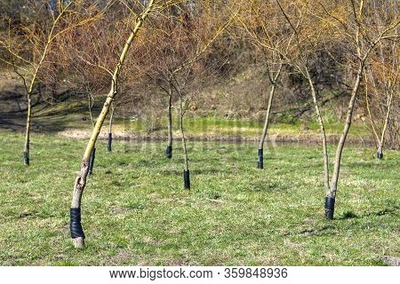Plastic Fence So That Beavers Do Not Chew On Mature Trees. Experienced Lumberjacks Cannot Get Their 