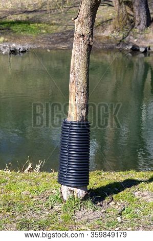 Plastic Fence So That Beavers Do Not Chew On Mature Trees. Experienced Lumberjacks Cannot Get Their 