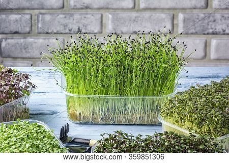 Young Sprouts Of Aromatic Onion Jusai Closeup. Useful Super Food, Micro Green.