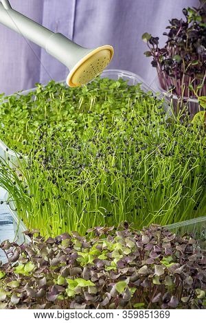 Young Shoots Of Fragrant Onion Jusai, Closeup. A Girl Is Pouring Micro Greens From A Watering Can. C