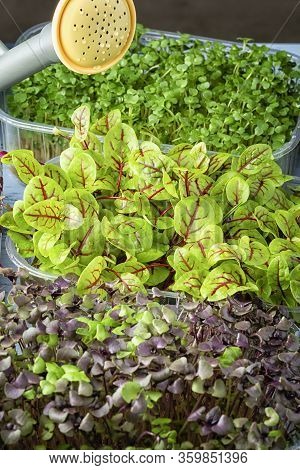 Young Shoots Of Basil, Sorrel And Mustard Close-up. Growing Micro Green At Home. Super Food.