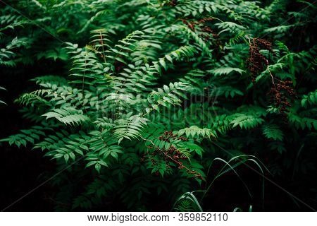 Wet Green Leaves And Reddish Buds Of Sorbaria Sorbifolia. Nature Background With Young Schizonotus C