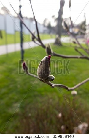 Red Flower Bud On The Tree As A Harbinger Of The Upcoming Spring