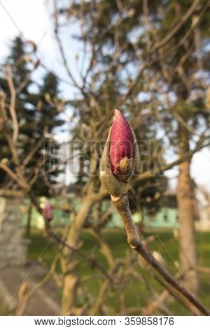 Red Flower Bud On The Tree As A Harbinger Of The Upcoming Spring