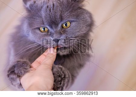 Female Hand Gives A Feed To A Gray Big Long-haired British Cat. The Cat Eats Food From The Hands.
